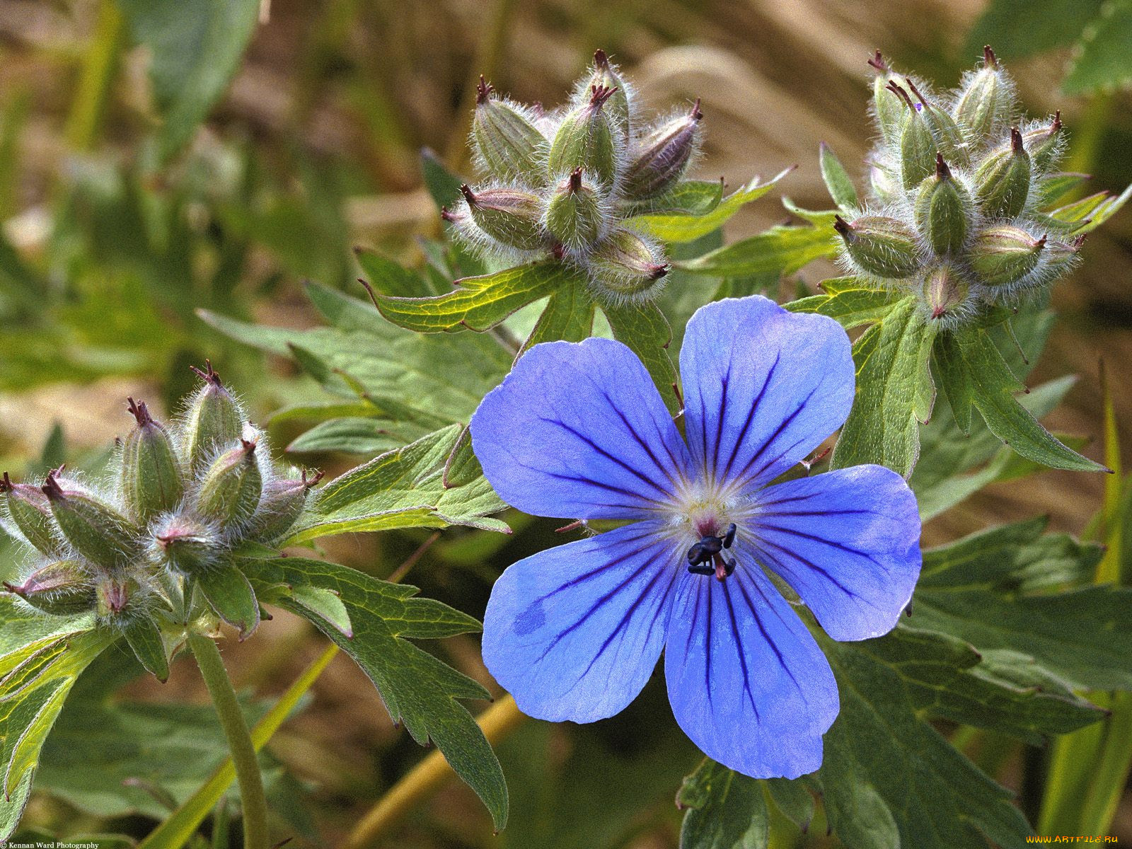 northern, geranium, alaska, , 